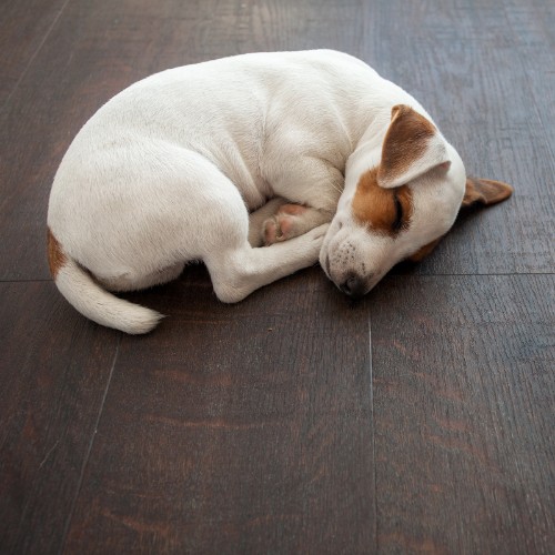 Pet sleeping on floor | Everlast Floors