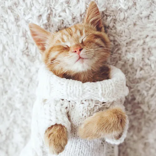 carpet_500x500 carpet_500x500